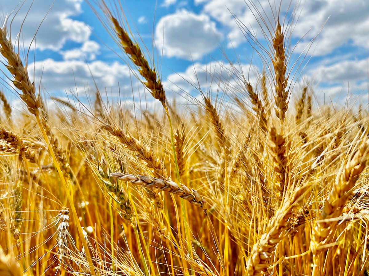 A wheat crop ripens in central Manitoba in early September. PHOTO: ALEXIS STOCKFORD