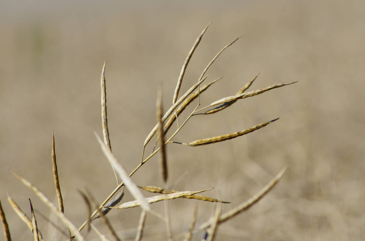 Canola stands ready for harvest in central Manitoba. Photo: Alexis Stockford
