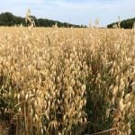 A field of oats in St. Andrews, Manitoba in 2018.