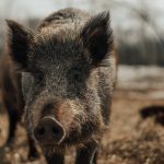 Wild pigs have gained more attention in Manitoba, but finding and eliminating them has come with challenges.
