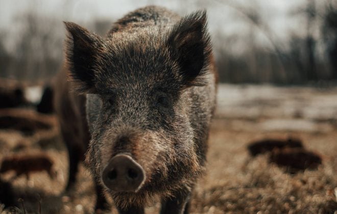 Wild pigs have gained more attention in Manitoba, but finding and eliminating them has come with challenges.
