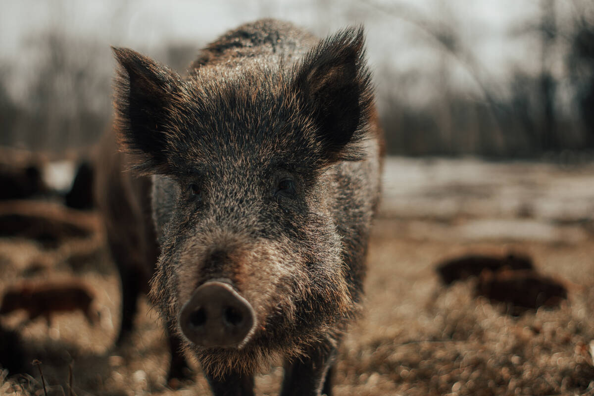 Wild pigs have gained more attention in Manitoba, but finding and eliminating them has come with challenges.