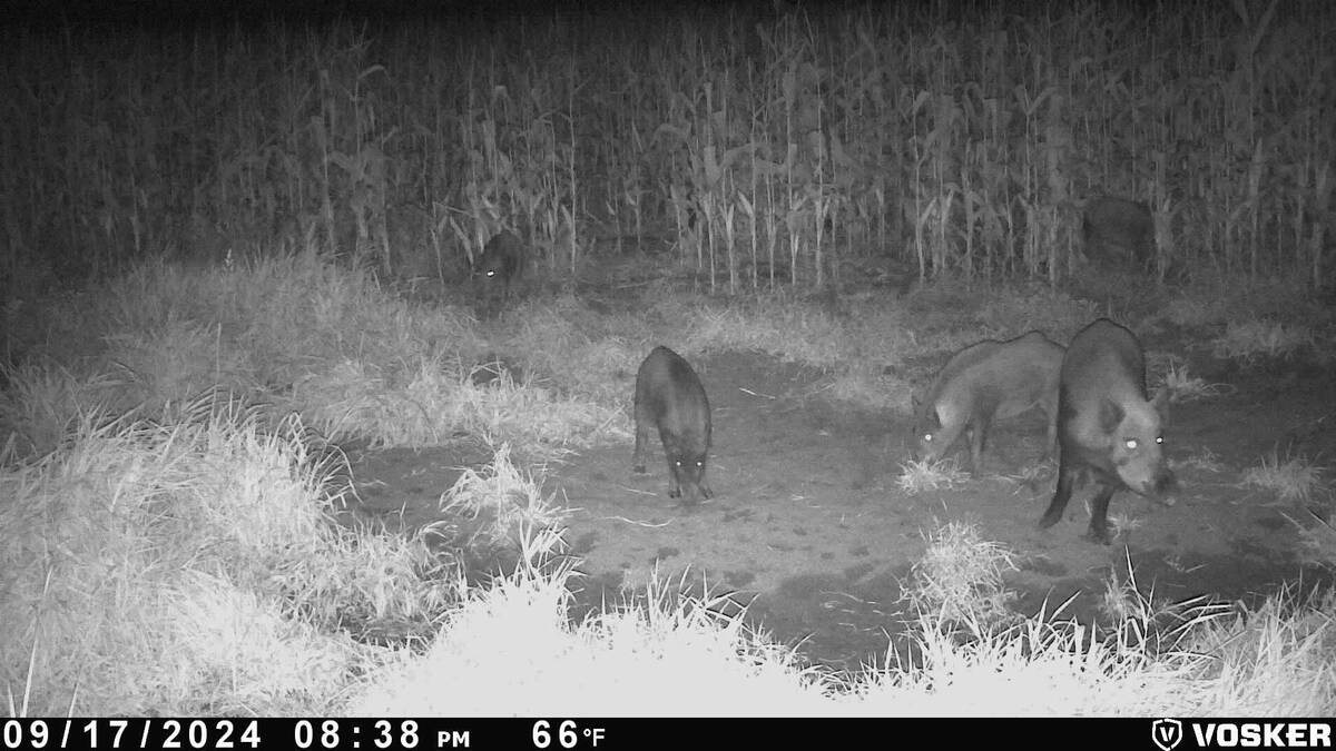 Wild pigs forage at night in a farmer’s corn. The invasive species are noted as both a threat to agriculture and to local ecosystems. Photo: Squeal on Pigs
