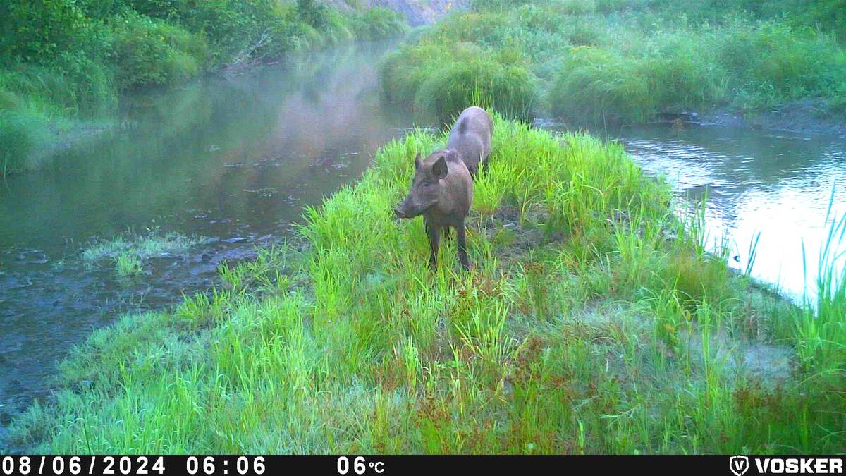 Wild pigs caught on trail camera footage. Photo: Squeal on Pigs