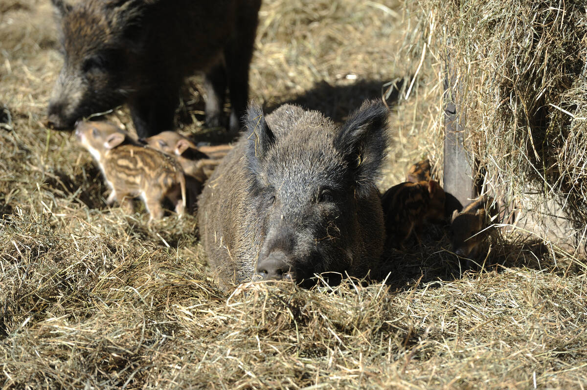 Experts in Manitoba have stressed removing whole sounders (groups of pigs) rather than hunting, which may scatter the group and make those animals more wary afterwards. Photo: ajansen_gettyimages