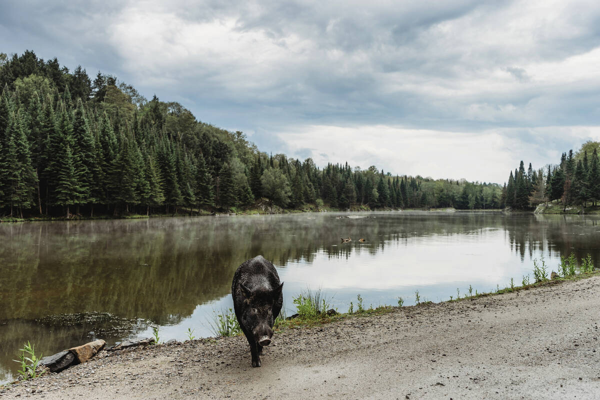 Different regions in Canada have different challenges when it comes to controlling wild pigs. Photo: FilippoBacci_gettyimages