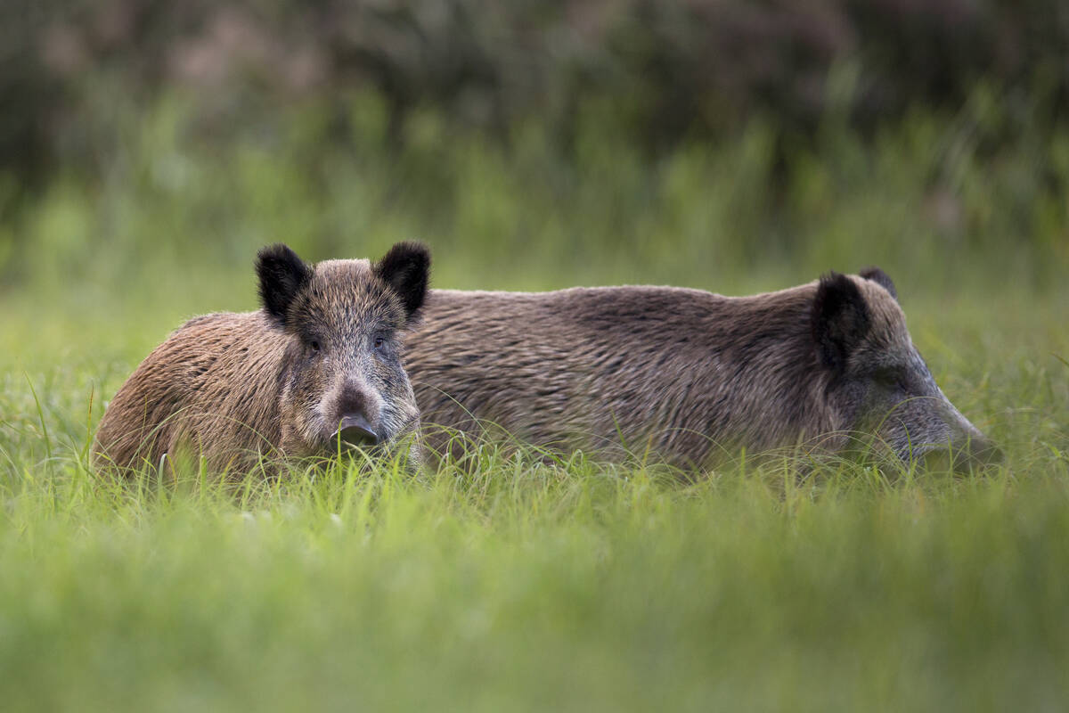 Animal Health Canada expects further updated reports to come in short order. Photo: johan10/iStock/Getty Images