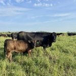 A cow-calf pair on pasture. Preg-checking season is a good time to reassess the cow herd’s nutrition.