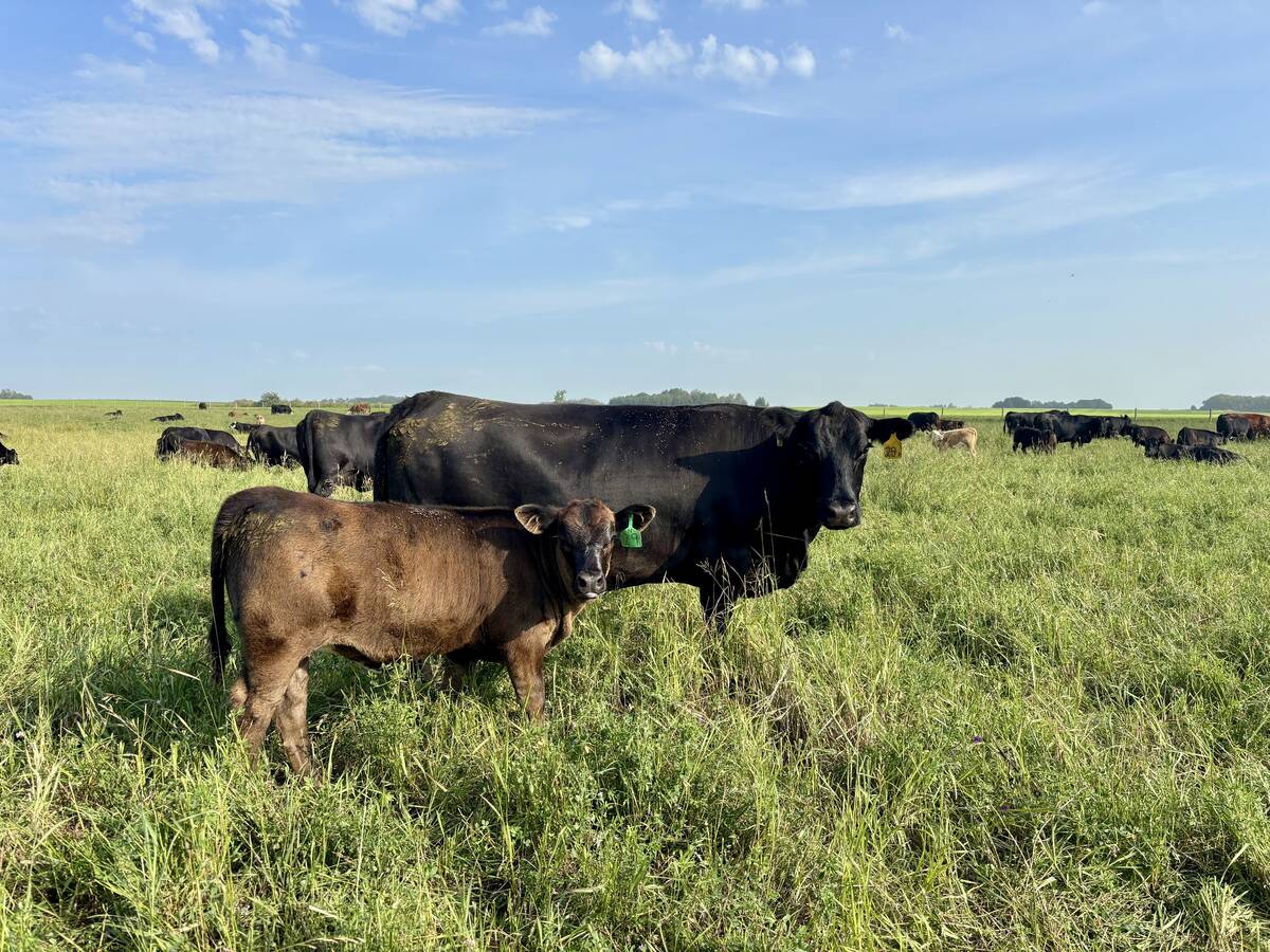 A cow-calf pair on pasture. Preg-checking season is a good time to reassess the cow herd’s nutrition.