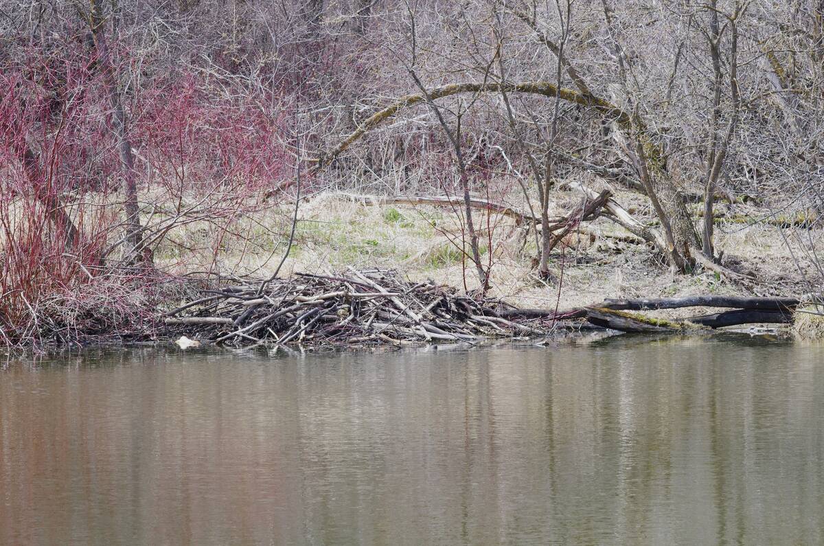 One old piece of weather wisdom suggests that beaver lodges might give insight into winter weather. Photo: Alexis Stockford