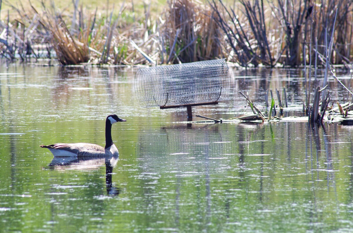 Several pieces of weather folklore link the habits of migratory birds with future winter weather. Photo: Alexis Stockford