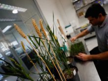 GM wheat gets closer to reality in U.S.