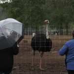 Supporters of Universal Ostrich Farms stand near an ostrich at the farm property in Edgewood, B.C., on Saturday, May 17, 2025. Photo: Aaron Hemens/The Canadian Press via ZUMA Press
