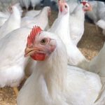 A chicken in a commercial poultry barn.