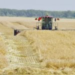 Cereals are swathed north of Darlingford Sept. 1. PHOTO: ALEXIS STOCKFORD