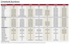 Cattle prices from Manitoba's seven cattle auctions for the week of Sept. 19 to Sept. 25, 2025.