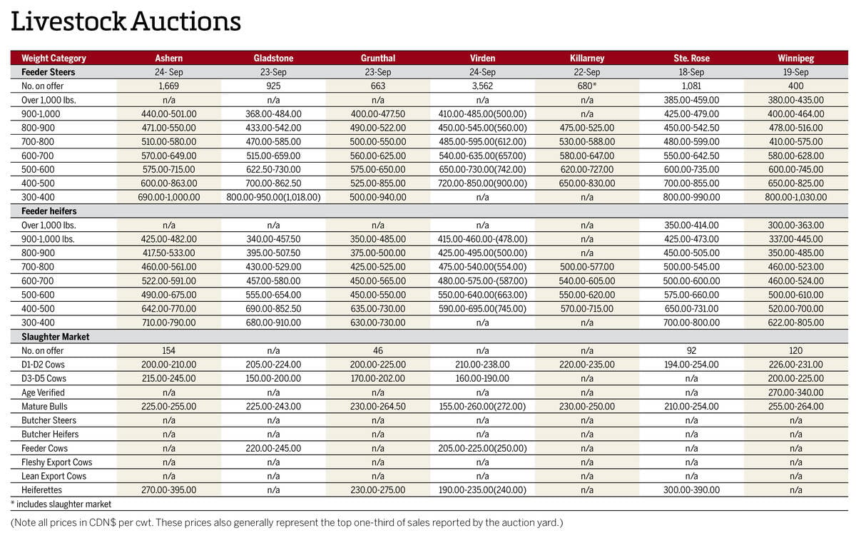 Cattle prices from Manitoba's seven cattle auctions for the week of Sept. 19 to Sept. 25, 2025.