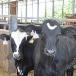 Beef on dairy cross is providing a great supplement to current beef demands. PHOTO: Kristy Nudds