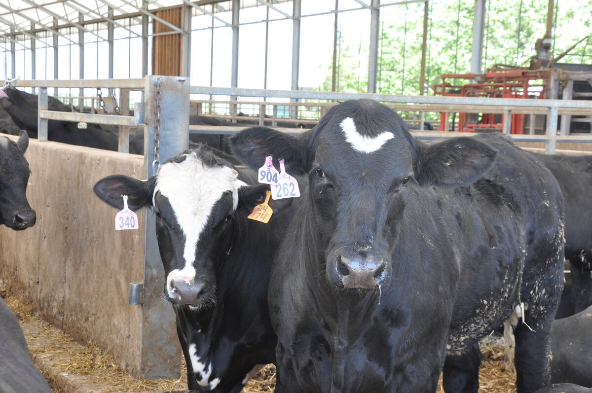 Beef on dairy cross is providing a great supplement to current beef demands. PHOTO: Kristy Nudds