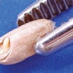 A sprouted wheat kernel, with the sprout within the contour of the germ as shown here, is classified as “regular sprouted” as opposed to "severely sprouted." Photo: Grainscanada.gc.ca