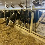 Dairy cows on a Canadian farm eating at a feed bunk. Ventilation fans are shown over top of them.