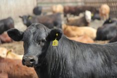 A steer in a Saskatchewan feedlot. Photo: Lisa Guenther
