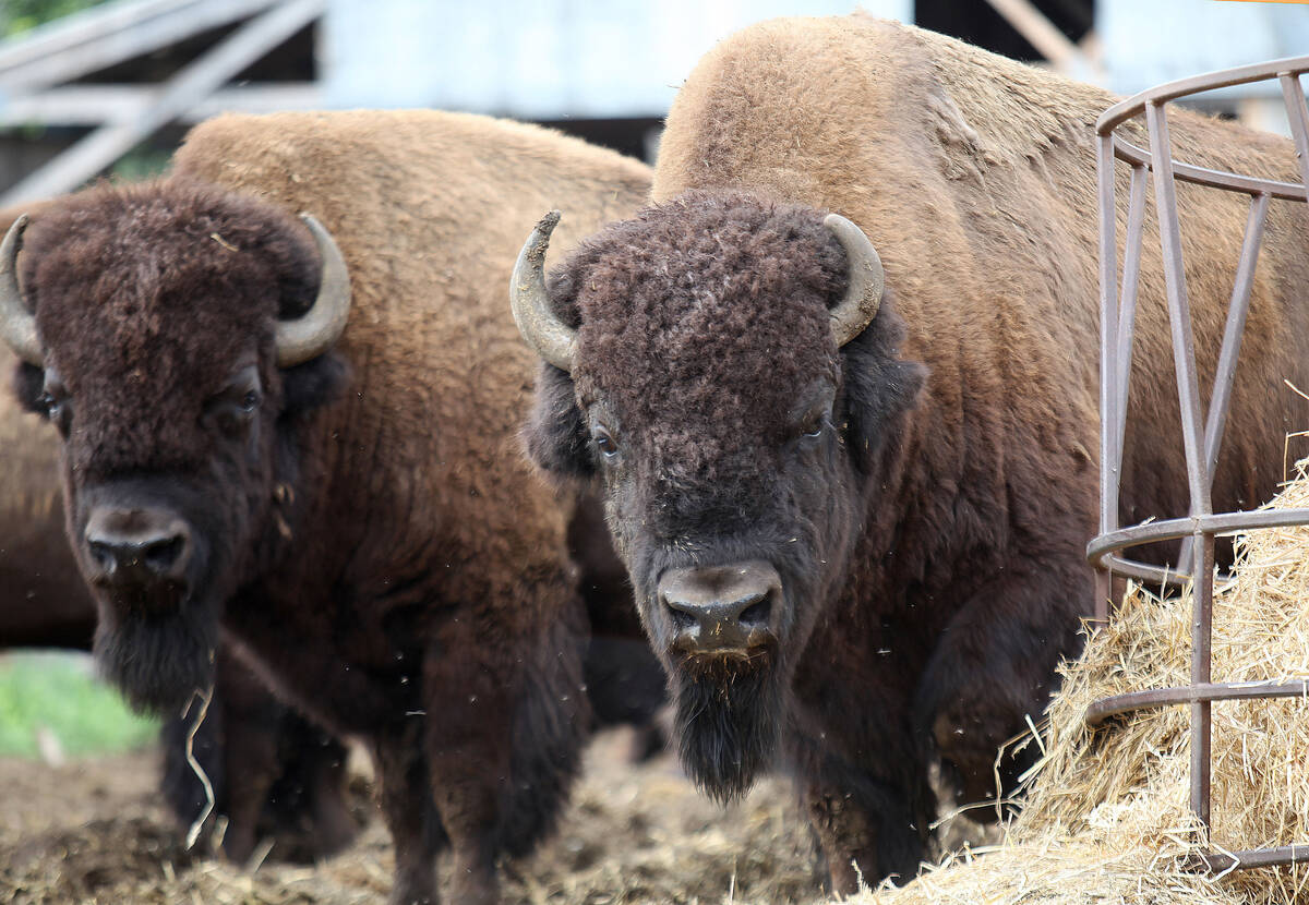 Bison are part of Indigenous agricultural traditions and among the initiatives that the province is throwing support behind. Photo: File