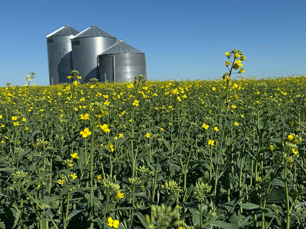 canola