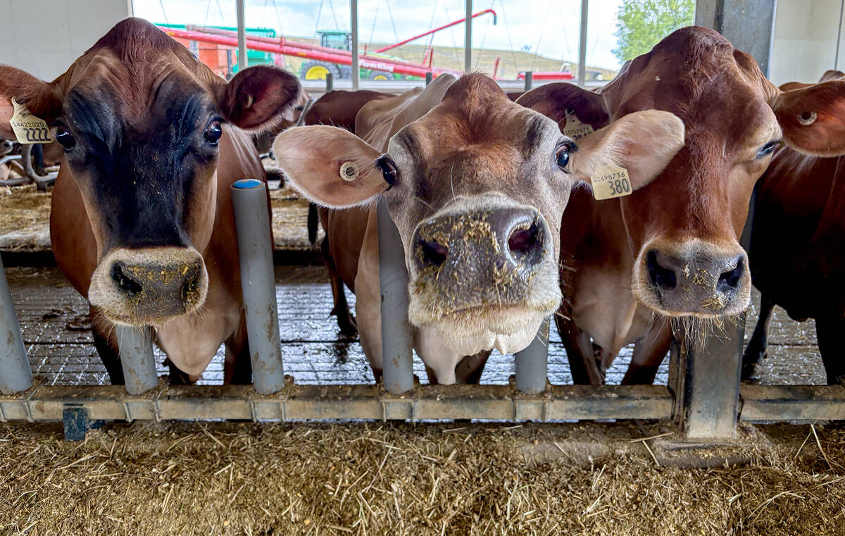 Supply management is a divisive issue in agriculture, but a recent poll suggests a majority Canadians would choose to preserve the system. Photo: Diana Martin