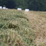 Hay ready to bale is in a field with white wrapped hay bales in the background. Photo: John Greig