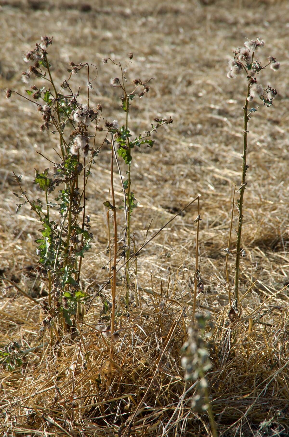 Weed issues can hit at forage quality. Photo: Alexis Stockford