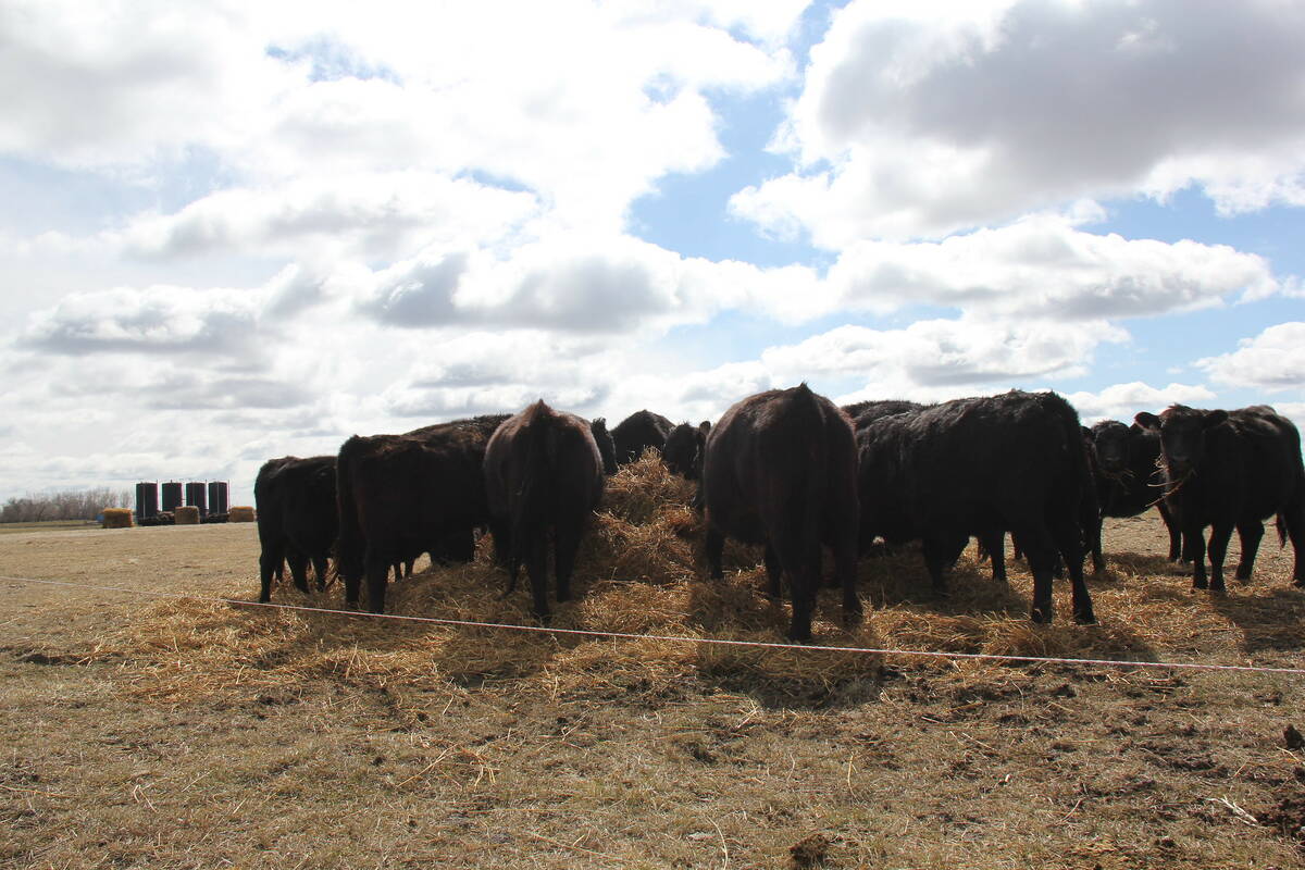 Feed management is as much a part of the forage equation as growing the stand. Photo: Lisa Guenther