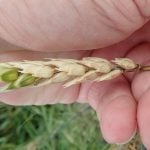 hand holding a pale wheat plant head infected with fusarium head blight. Photo: Kelly Turkington/AAFC