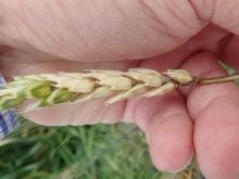 hand holding a pale wheat plant head infected with fusarium head blight. Photo: Kelly Turkington/AAFC
