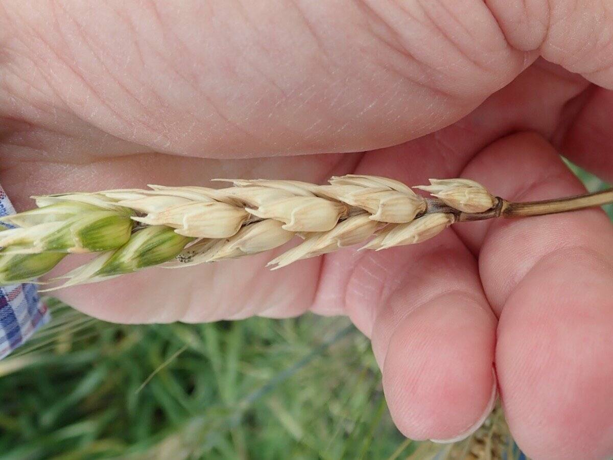 hand holding a pale wheat plant head infected with fusarium head blight. Photo: Kelly Turkington/AAFC