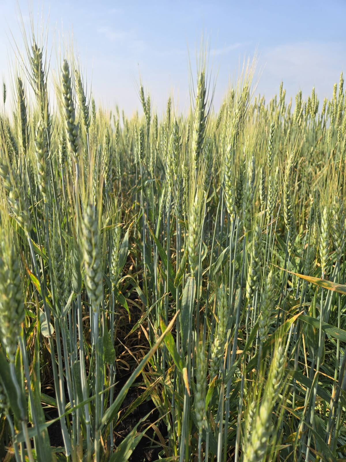 Assessing fusarium damaged kernels is labour-intensive, subjective and very difficult with crops with hulls, including barley. Photo: File