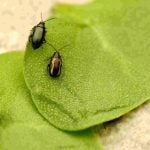 Crucifer and striped flea beetles are a massive problem for canola growers in Canada, so a Vancouver company is hoping to develop an alternative to insecticides to control the pests.