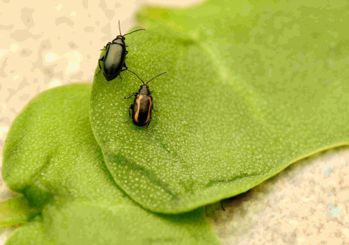 Crucifer and striped flea beetles are a massive problem for canola growers in Canada, so a Vancouver company is hoping to develop an alternative to insecticides to control the pests.