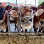 These three Jalon Jerseys cows are channelling Miller's Dairy's emblematic cows, Pamela, Mary and Candice, etched onto the glass bottles, said to represent the Jersey cow character, the farm's roots and heritage and the quaility of their animals and products. 