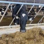 Dairy cows could be fed differently and housed differently to help them age more productively.