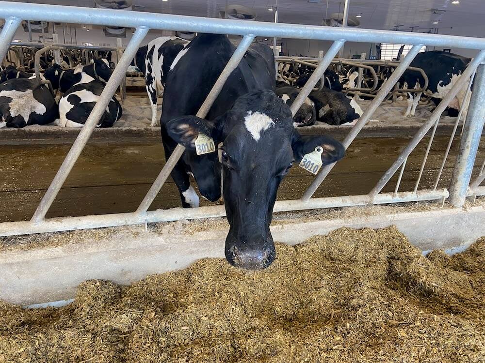 Dairy cows could be fed differently and housed differently to help them age more productively.