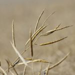 Canola stands ready for harvest in central Manitoba.