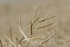 Canola stands ready for harvest in central Manitoba.