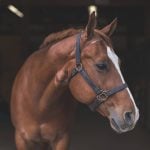 A horse looks on.