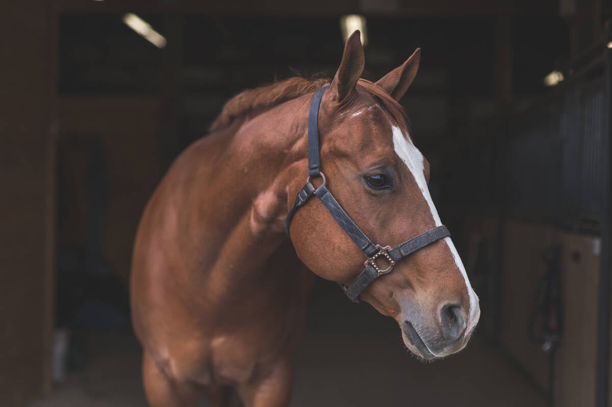 A horse looks on.
