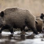 Wild boars are now banned in Manitoba as part of a province-wide eradication effort.
Photo: Damian Kuzdak/Getty Images