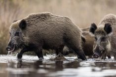 Wild boars are now banned in Manitoba as part of a province-wide eradication effort.
Photo: Damian Kuzdak/Getty Images