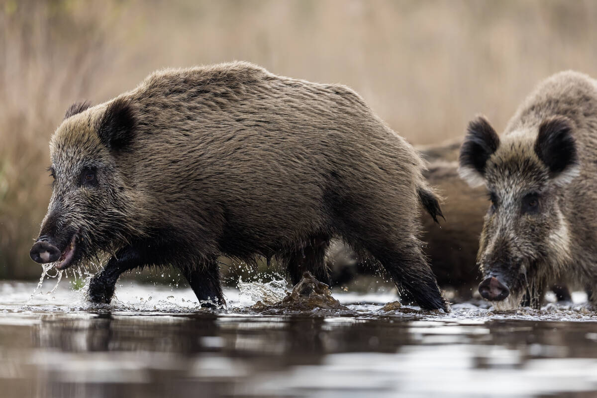 Wild boars are now banned in Manitoba as part of a province-wide eradication effort.
Photo: Damian Kuzdak/Getty Images