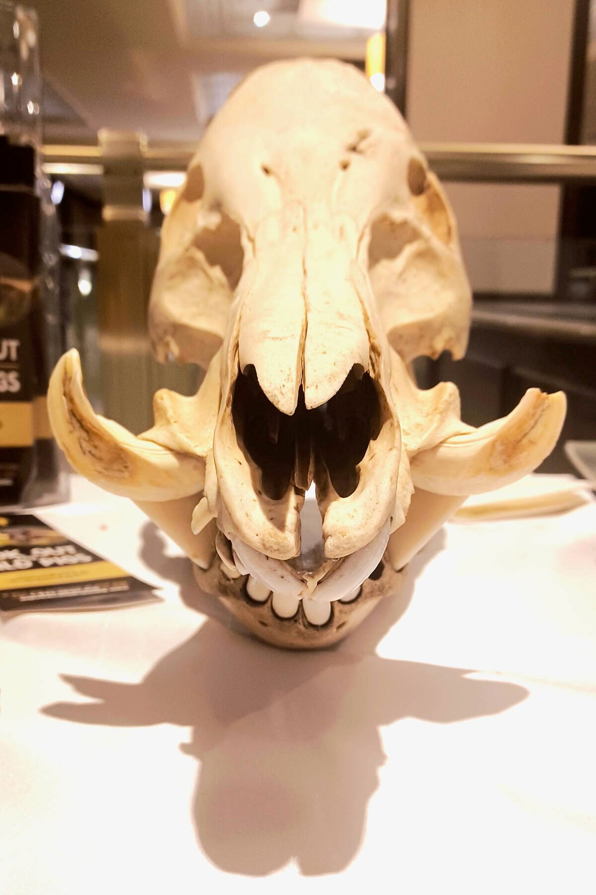 A wild pig skull is showcased at a Squeal on Pigs display table in Manitoba.
Photo: Geralyn Wichers