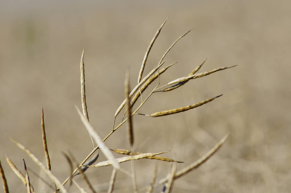 Canola stands ready for harvest in central Manitoba. Photo: Alexis Stockford